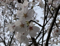 桜