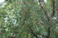 IMG_3587